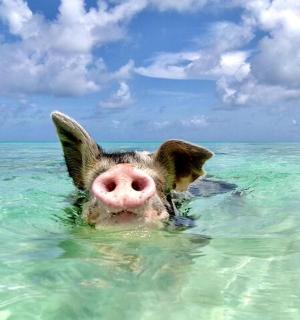 a pig swimming in the water in the ocean