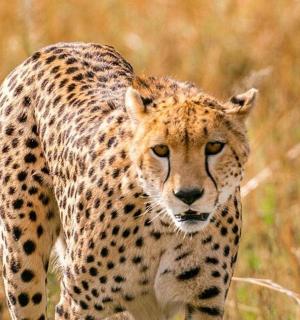 一只猎豹站在一片长满高草的田野里