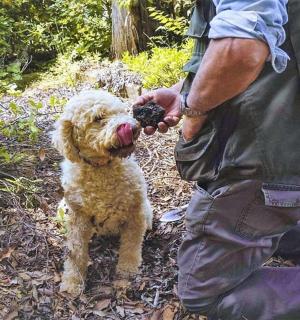 一名男子用舌头喂小狗