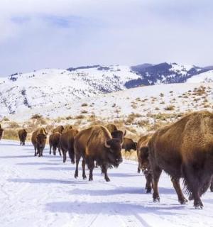一群水牛沿着积雪覆盖的道路行走