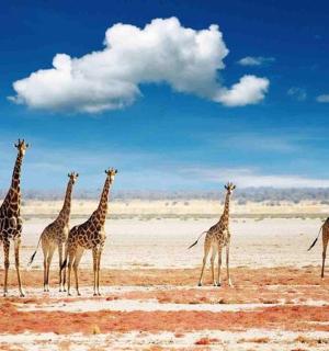 一群长颈鹿站在田野里