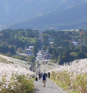 a group of people walking down a path on a hill