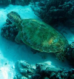 una tortuga verda nedant a l'oceà