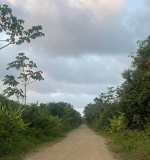 两边都有树的土路