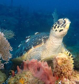 一只绿海龟在海里游泳