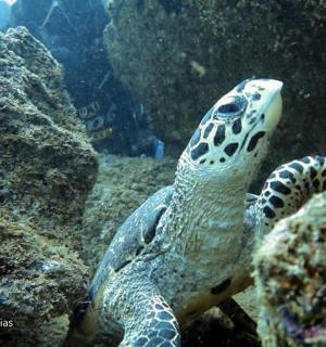 želva plave v oceánu vedle skal