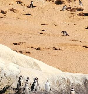 eine Gruppe Pinguine steht an einem Strand