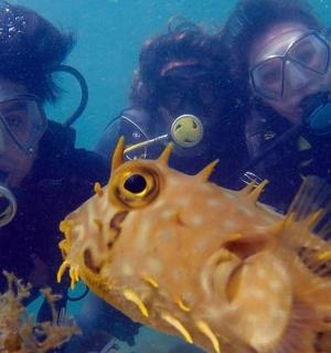 两个穿着潜水装备的人看着一条鱼