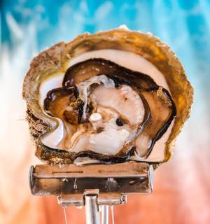 拿着牡蛎架的人