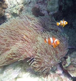 To klovnefisk sidder oven på anemoxin