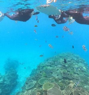 两个人在有鱼的珊瑚礁上游泳