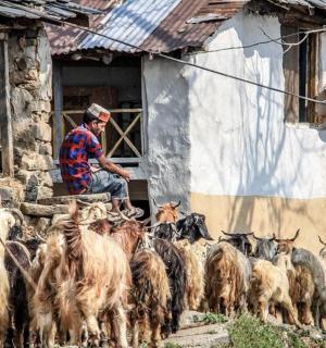 dva lidé a stádo koz před budovou