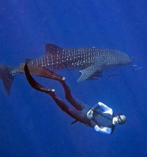 a person is swimming next to a whale shark