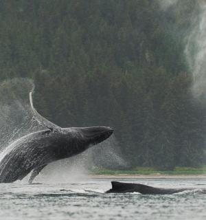水中张着嘴的海豚