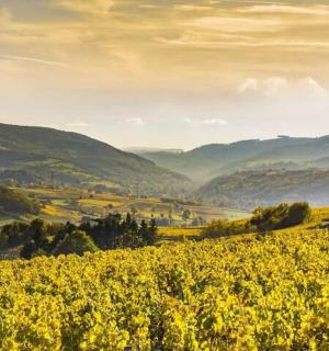 一片黄色的花田，背景是群山