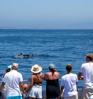 a group of people on a boat looking at a dolphin in the water