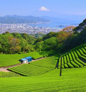 一片绿色的农作物田，背景是一座山