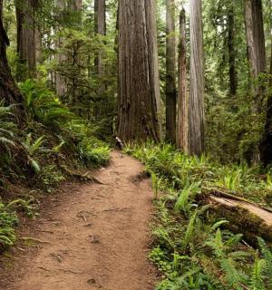a dirt trail in the middle of a forest