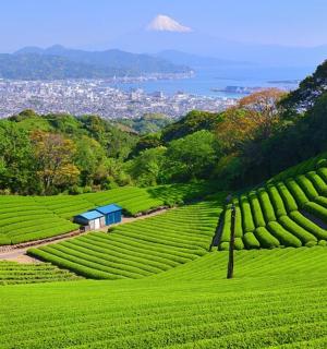 一片绿色的农作物田,背景是一座山