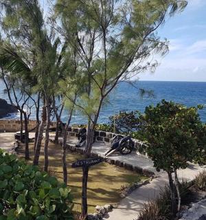 парк з деревами та океаном на задньому плані