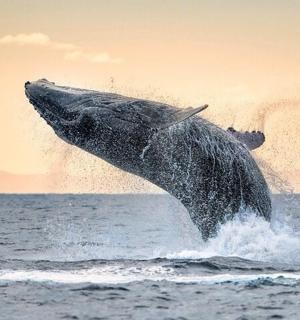 keporkak vyskakující z vody