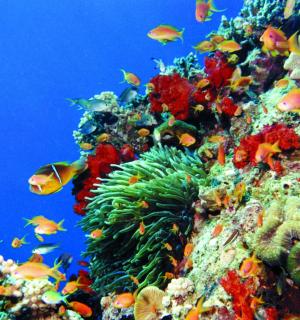 色彩斑斓的珊瑚礁，上面有鱼