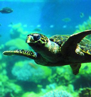 一只绿海龟在水族馆里游泳