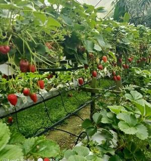 صف من نباتات الفراولة في دفيئة