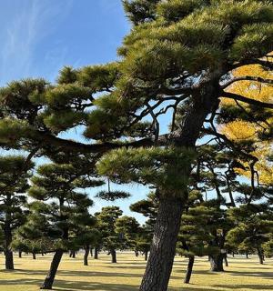 a group of pine trees in a field