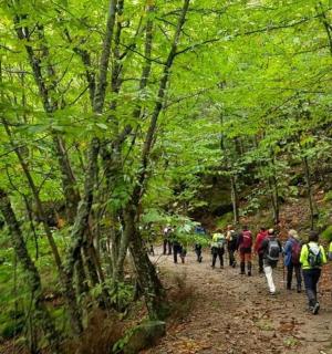 a group of people walking down a forest trail