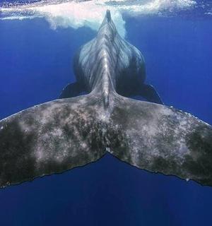 一条鲸鲨在水中游泳