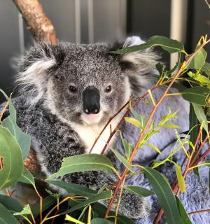 一只考拉坐在树上