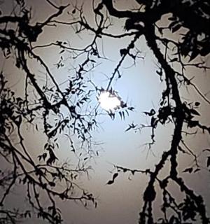 透过树枝看到的月亮