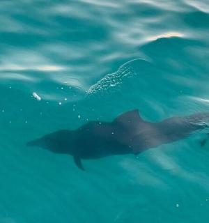 一群海豚在水中游泳