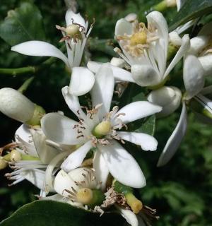 a bunch of white flowers on a tree