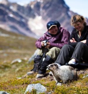 一群人坐在山上,身边有一只羊