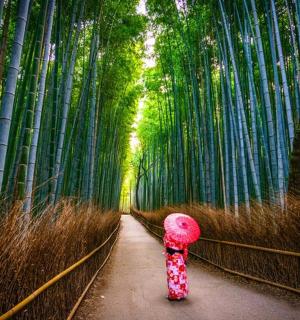 一个孩子在竹林里散步