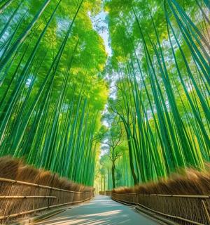 一座有桥的高大树林