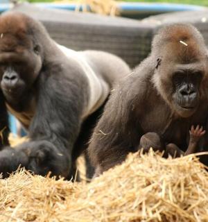 两只猴子坐在干草堆里的干草上