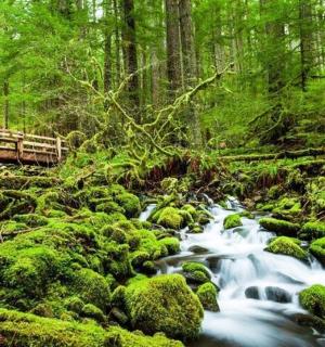 ein Bach mit einer Brücke mitten im Wald