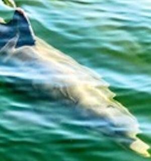 a dolphin swimming in a body of water