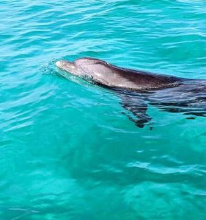 一只海豚在蓝色的海水中游泳