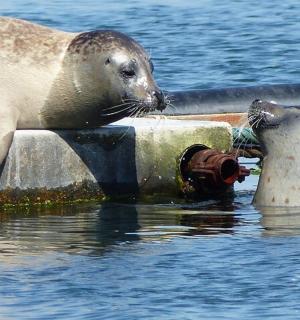 a seal laying on a fire hydrant in the water