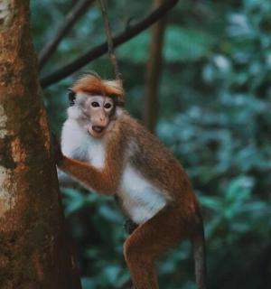 opice visí ze stromu