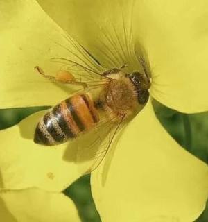 včela sedí na žlutém květu