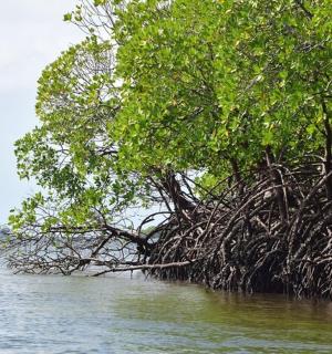 水体中间的一棵树