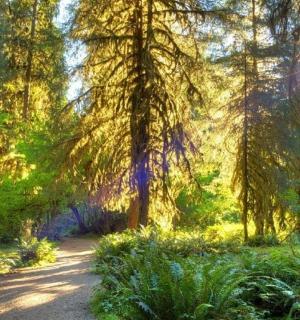 ein Pfad in einem Wald mit Bäumen und Gras