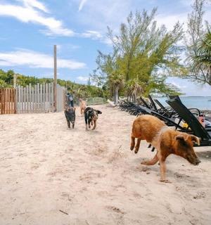 three dogs walking on the beach with a boat