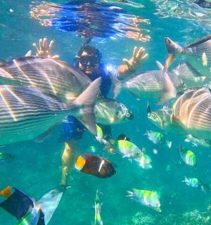 seorang penyelam di dalam air dengan sekumpulan ikan