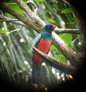 一只色彩鲜艳的鸟坐在树枝上